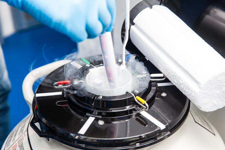 frozen embryo transfer implantation